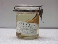 藏品(松毬魚)的圖片